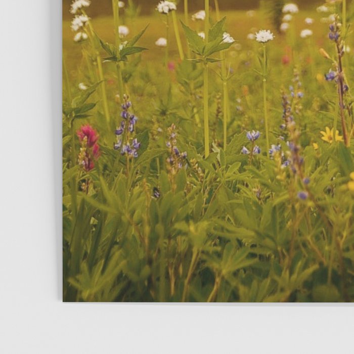 Mount Rainier Wildflower Field Poster Gallery Image 3
