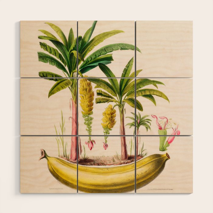 Banana from "Flore dâAmÃ©rique" by Ãtienne Denisse, 1840s Wood Wall Art Gallery Image 1