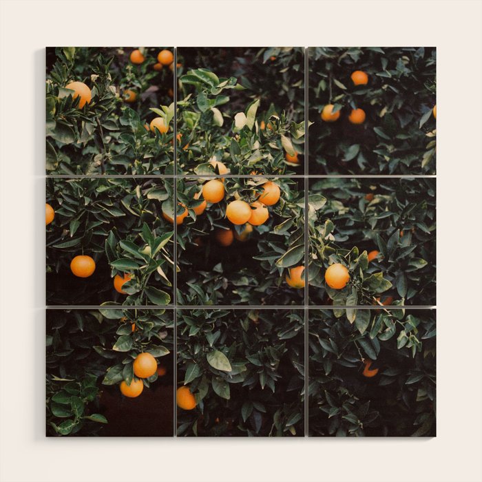 Oranges | Moody colorful travel photography | Botanical green wall with oranges Wood Wall Art Gallery Image 1