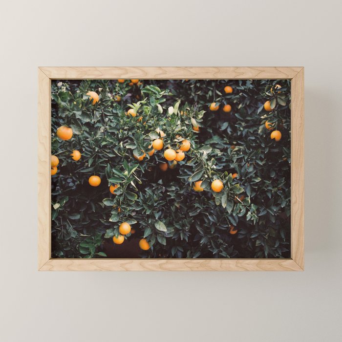 Oranges | Moody colorful travel photography | Botanical green wall with oranges Mini Art Print Gallery Image 1