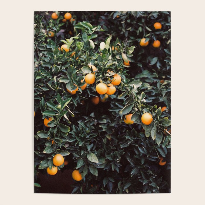 Oranges | Moody colorful travel photography | Botanical green wall with oranges Poster Gallery Image 4