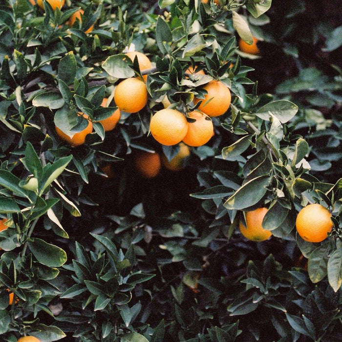 Oranges | Moody colorful travel photography | Botanical green wall with oranges Coffee Mug Gallery Image 2