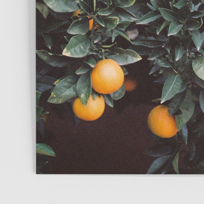 Oranges | Moody colorful travel photography | Botanical green wall with oranges Poster Gallery Image 3