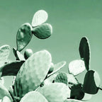 Cactus prickly pear Coffee Mug Gallery Image 2