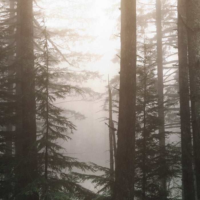Pacific Northwest Forest Fog Adventures Coffee Mug Gallery Image 2