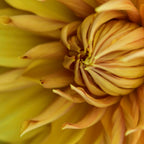 Sunny Disposition x Yellow Dahlia flower botanical photograph Coffee Mug Gallery Image 2