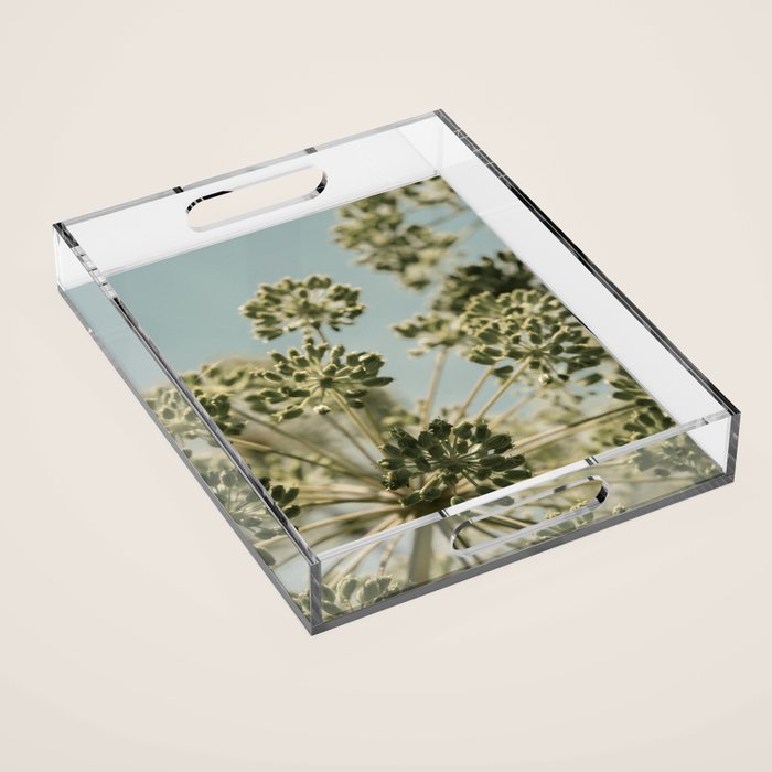 botanical abstract no. 2 color - flower seed head photograph nature Acrylic Tray Gallery Image 1