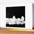 Singapore White Plumeria Flowers the Fragrance of Hawaii Wall Mural Gallery Image 2