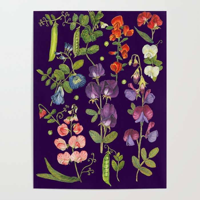 Beautiful Pea Flowers and Peas - dark Poster Gallery Image 4