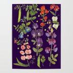 Beautiful Pea Flowers and Peas - dark Poster Gallery Image 4