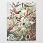 Hummingbirds 2.0 Poster Gallery Image 4
