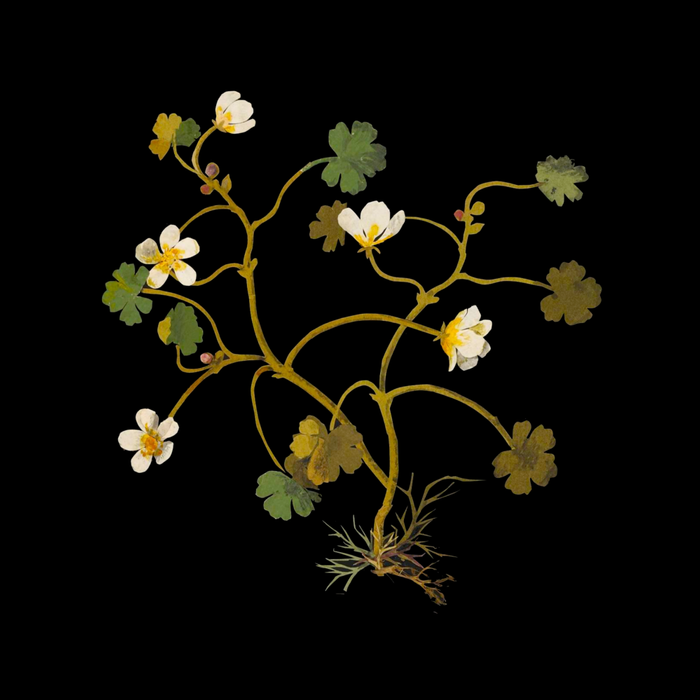 Ranunculus Aquaticus (Polyandria Polygynia) by Mary Delany Paper Collage Floral Flower Botanical Paper Mosaic Vintage Scientific Plant Anatomy Coffee Mug Gallery Image 2