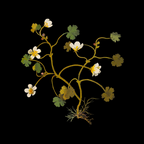 Ranunculus Aquaticus (Polyandria Polygynia) by Mary Delany Paper Collage Floral Flower Botanical Paper Mosaic Vintage Scientific Plant Anatomy Coffee Mug Gallery Image 2