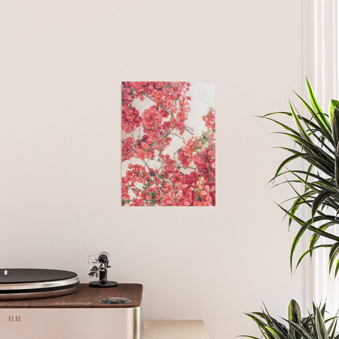 Mediterranean Bougainvillea Flower Poster Gallery Image 2