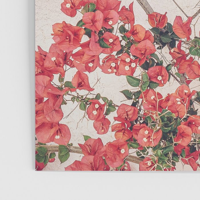 Mediterranean Bougainvillea Flower Poster Gallery Image 3