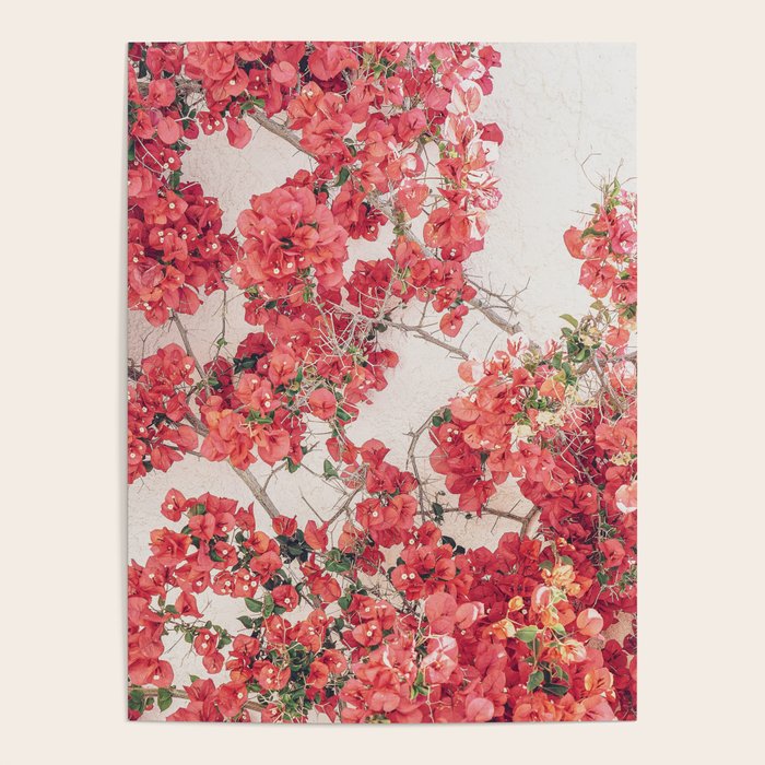 Mediterranean Bougainvillea Flower Poster Gallery Image 1
