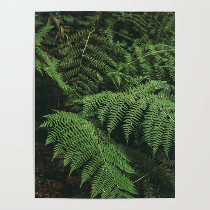 Ferns IX Poster Gallery Image 4