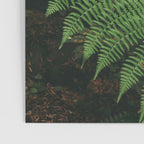 Ferns IX Poster Gallery Image 3