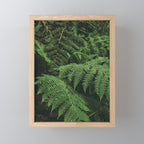 Ferns IX Mini Art Print Gallery Image 1