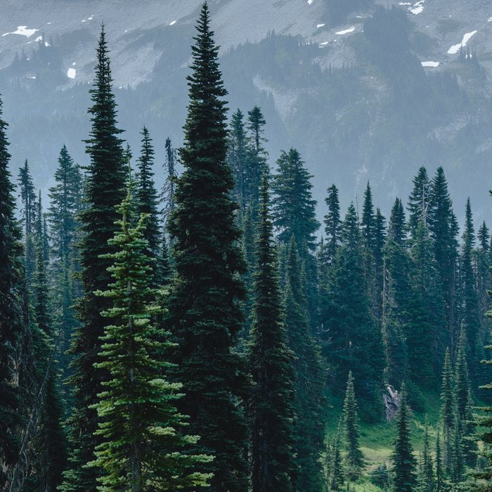 Mount Rainier Adventure III - Pacific Northwest Mountain Forest Wanderlust Coffee Mug Gallery Image 2