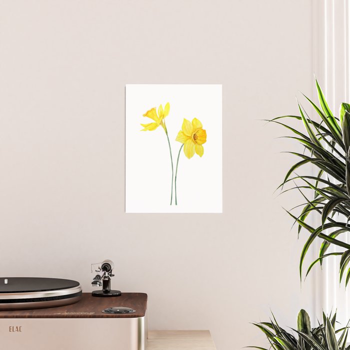 two botanical yellow daffodils watercolor Poster Gallery Image 2
