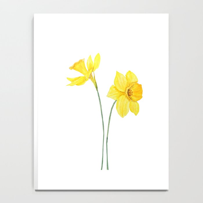 two botanical yellow daffodils watercolor Notebook Gallery Image 4