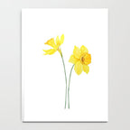 two botanical yellow daffodils watercolor Notebook Gallery Image 4
