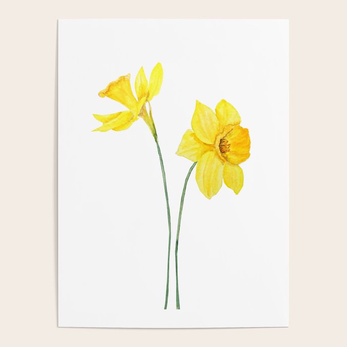 two botanical yellow daffodils watercolor Poster Gallery Image 4