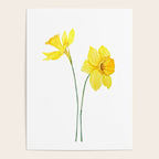 two botanical yellow daffodils watercolor Poster Gallery Image 4