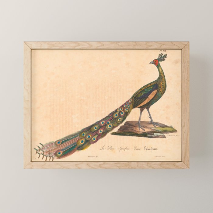 Peacock from "La Galerie de Oiseaux" ("Bird Gallery"), 1825 Mini Art Print Gallery Image 1