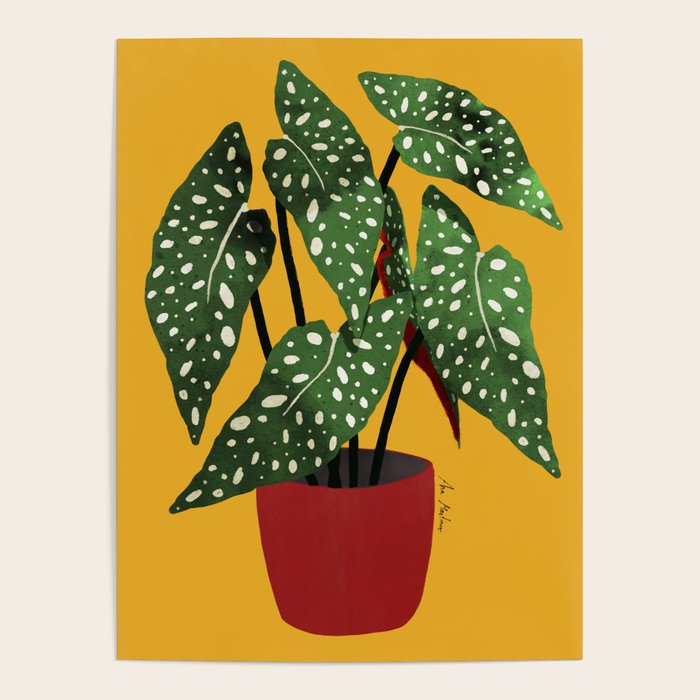 Begonia maculata pot watercolor Poster Gallery Image 4