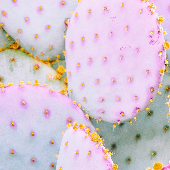 Prickly Pear Photography Pastel Cactus Coffee Mug Gallery Image 2