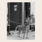 Woman with Cheetah, Phyllis Gordon, with her pet Kenyan cheetah, Paris, France black and white photo Poster Gallery Image 4
