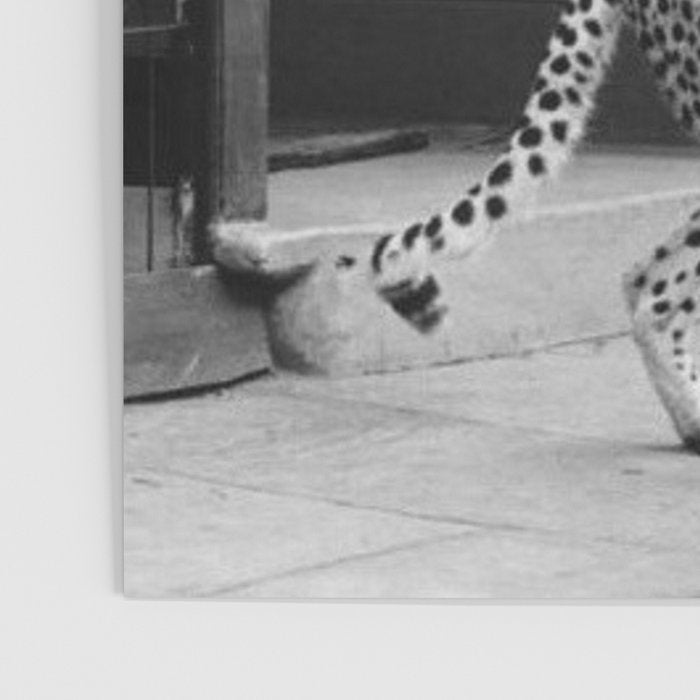 Woman with Cheetah, Phyllis Gordon, with her pet Kenyan cheetah, Paris, France black and white photo Poster Gallery Image 3