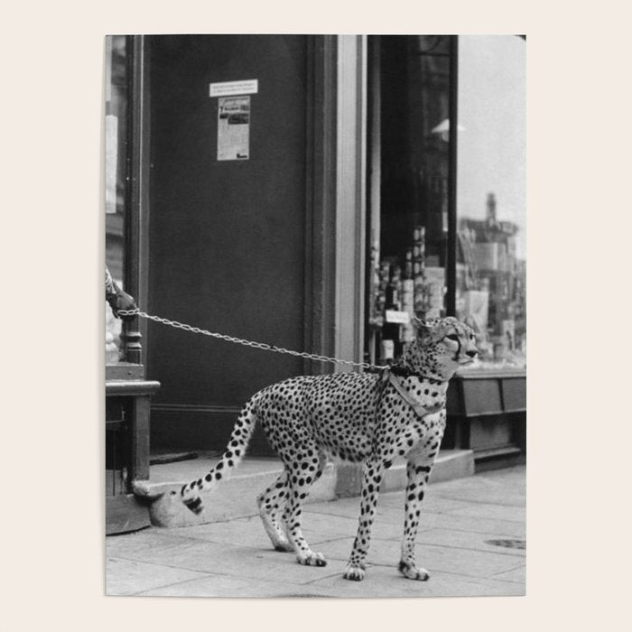 Woman with Cheetah, Phyllis Gordon, with her pet Kenyan cheetah, Paris, France black and white photo Poster Gallery Image 1