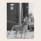 Woman with Cheetah, Phyllis Gordon, with her pet Kenyan cheetah, Paris, France black and white photo Notebook Gallery Image 4