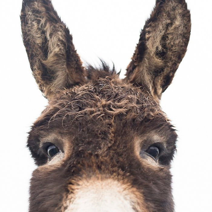 Hey Donkey Coffee Mug Gallery Image 2