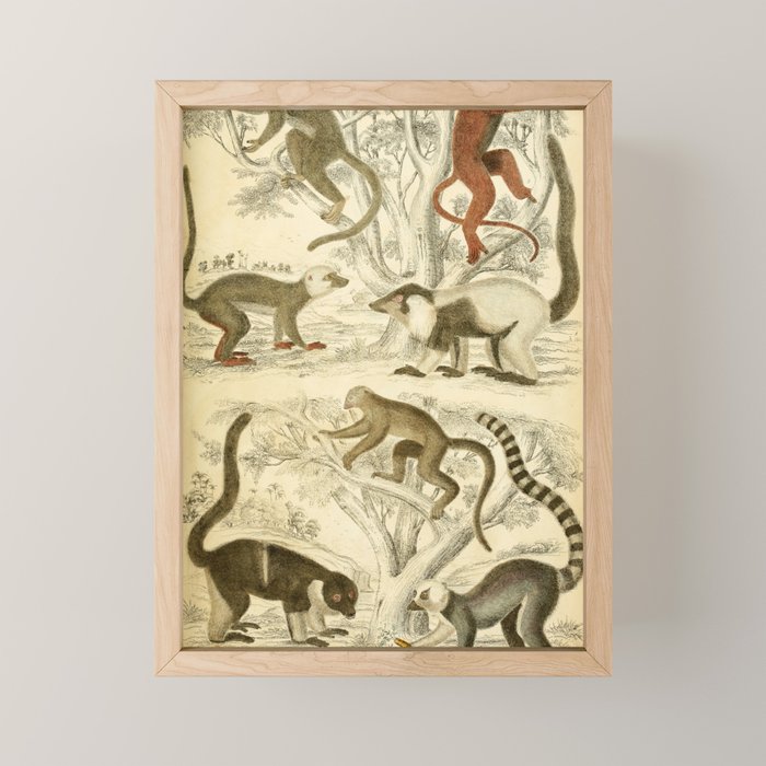 Lemurs from "The Edinburgh Journal" (1835) Mini Art Print Gallery Image 1