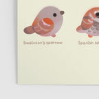 Sparrow (Passer) Poster Gallery Image 3