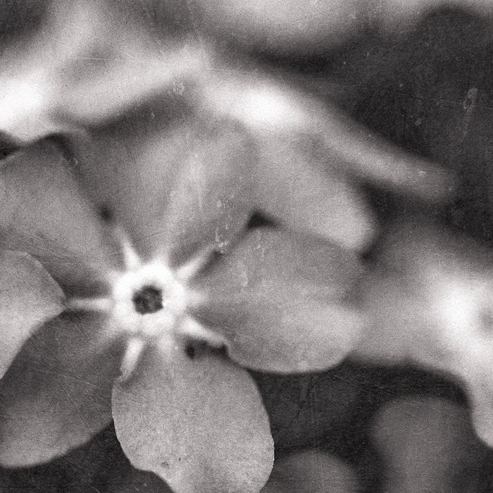 Black and White Botanical Flower Study 1 Coffee Mug Gallery Image 2