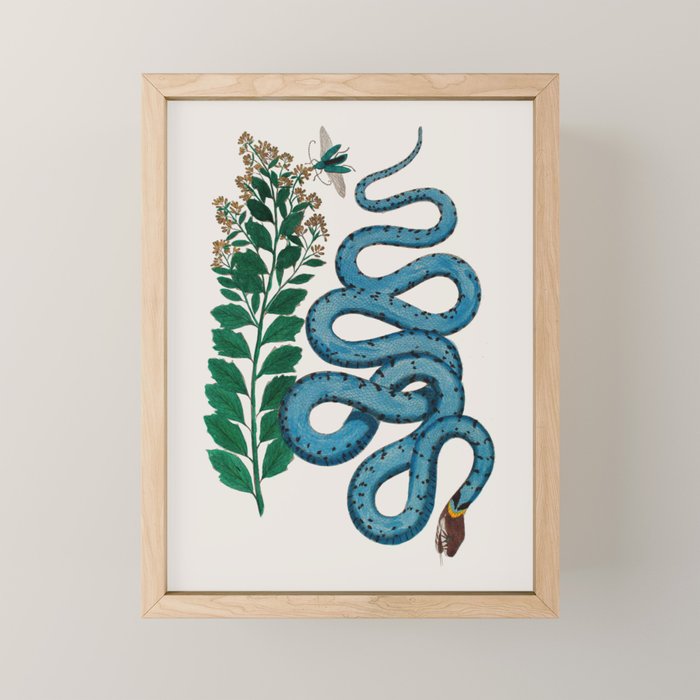 Albertus Seba Snakes Blue Snake  Mini Art Print Gallery Image 1