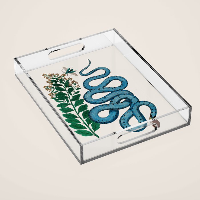 Albertus Seba Snakes Blue Snake  Acrylic Tray Gallery Image 1