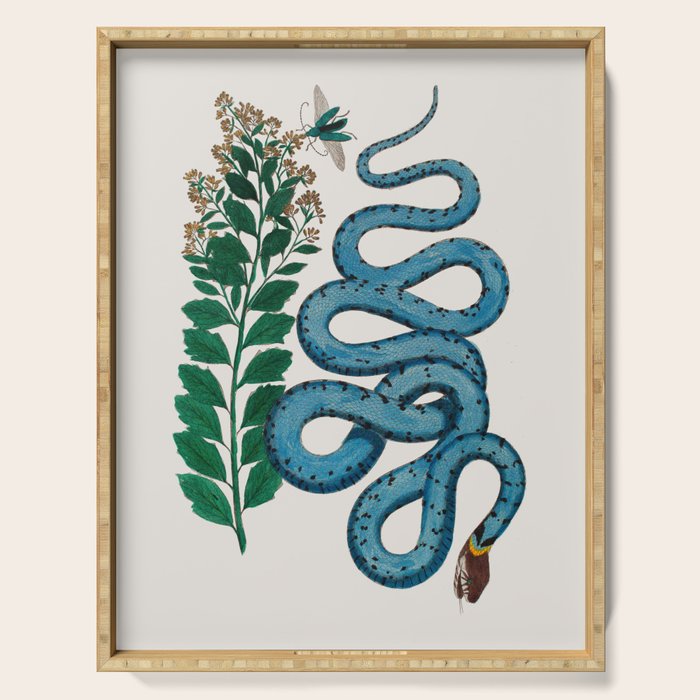 Albertus Seba Snakes Blue Snake  Serving Tray Gallery Image 1