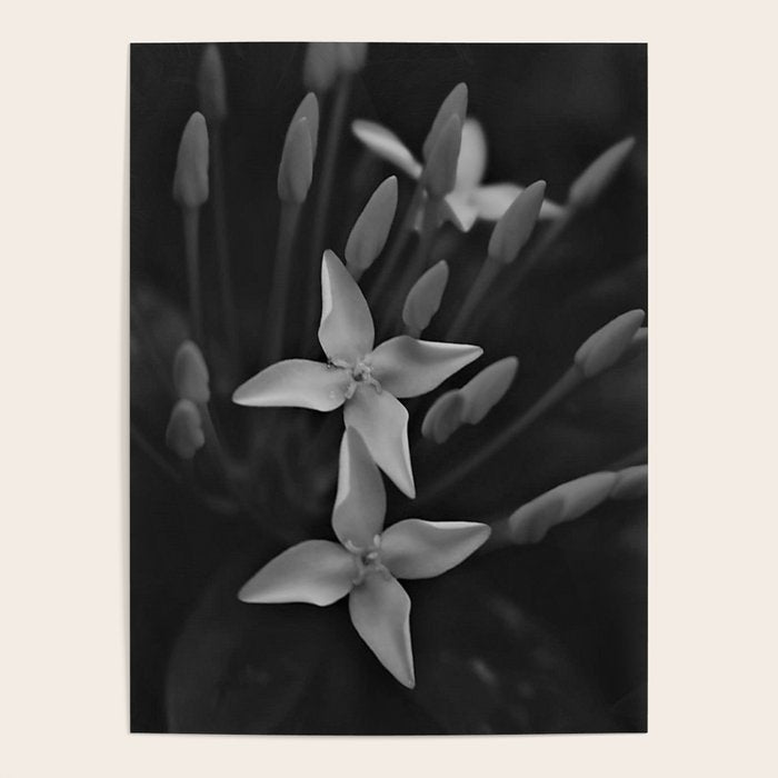 West Indian Jasmine 4-petaled flowers black and white photography / photograph Poster Gallery Image 4