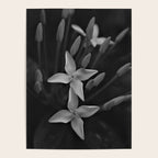 West Indian Jasmine 4-petaled flowers black and white photography / photograph Poster Gallery Image 4