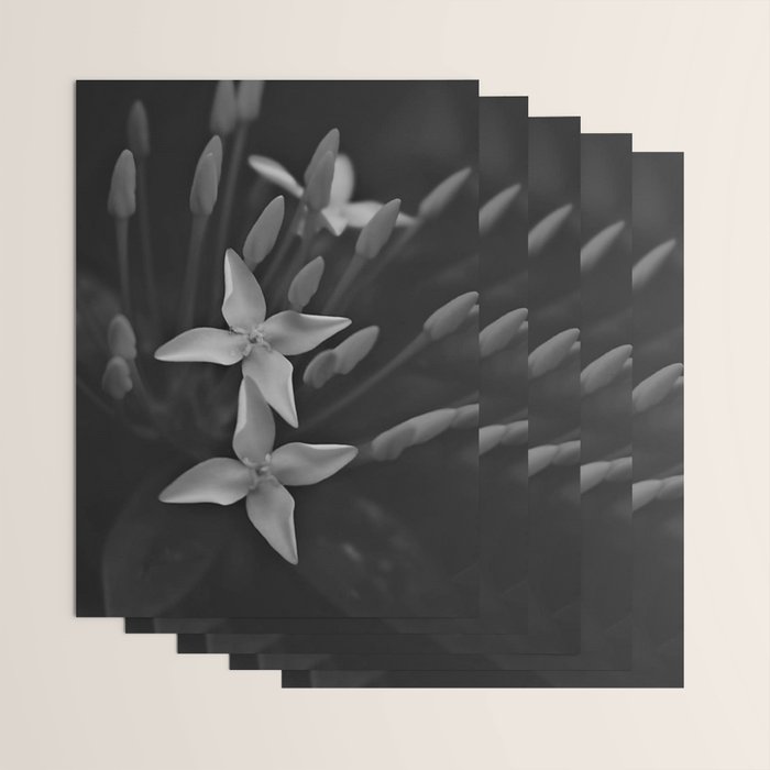 West Indian Jasmine 4-petaled flowers black and white photography / photograph Wrapping Paper Gallery Image 3