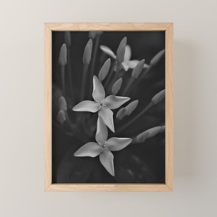 West Indian Jasmine 4-petaled flowers black and white photography / photograph Mini Art Print Gallery Image 1