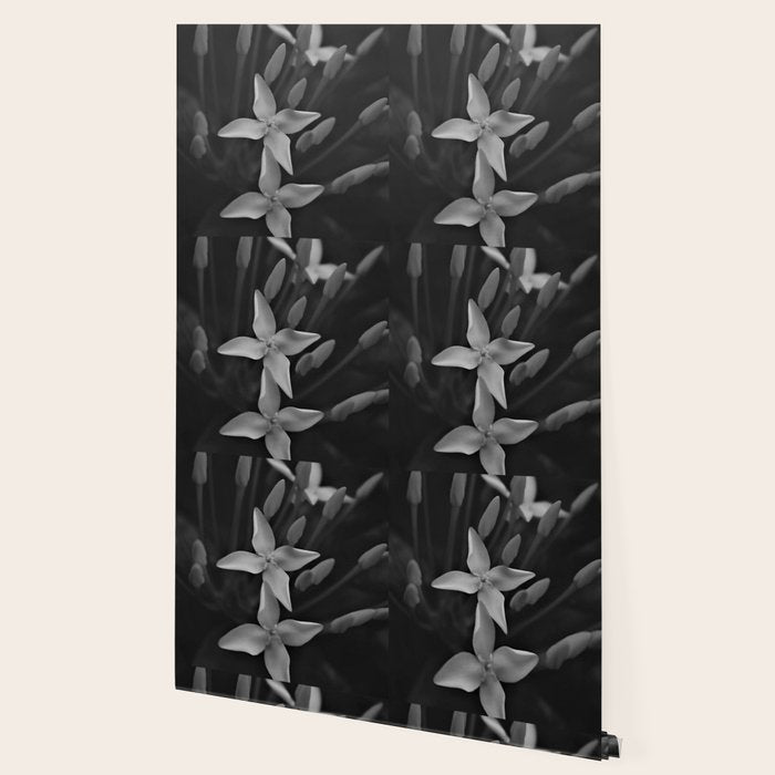 West Indian Jasmine 4-petaled flowers black and white photography / photograph Wallpaper Gallery Image 2