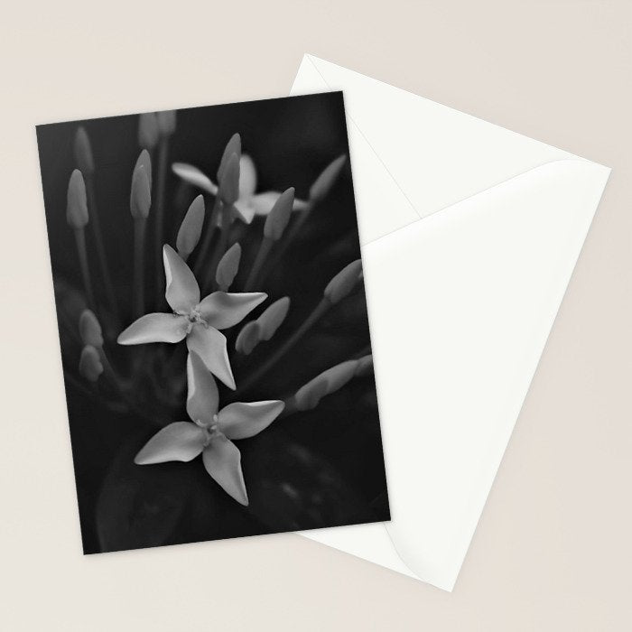 West Indian Jasmine 4-petaled flowers black and white photography / photograph Stationery Card Gallery Image 2