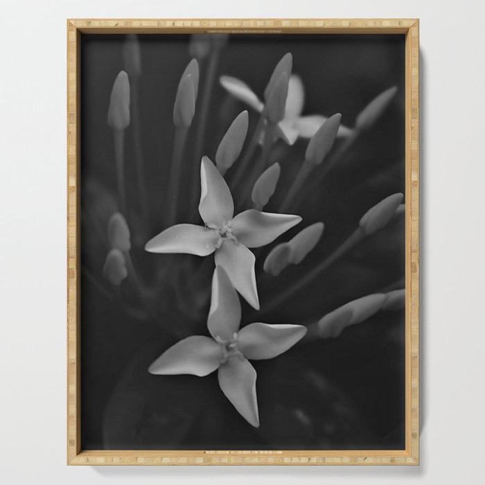 West Indian Jasmine 4-petaled flowers black and white photography / photograph Serving Tray Gallery Image 1